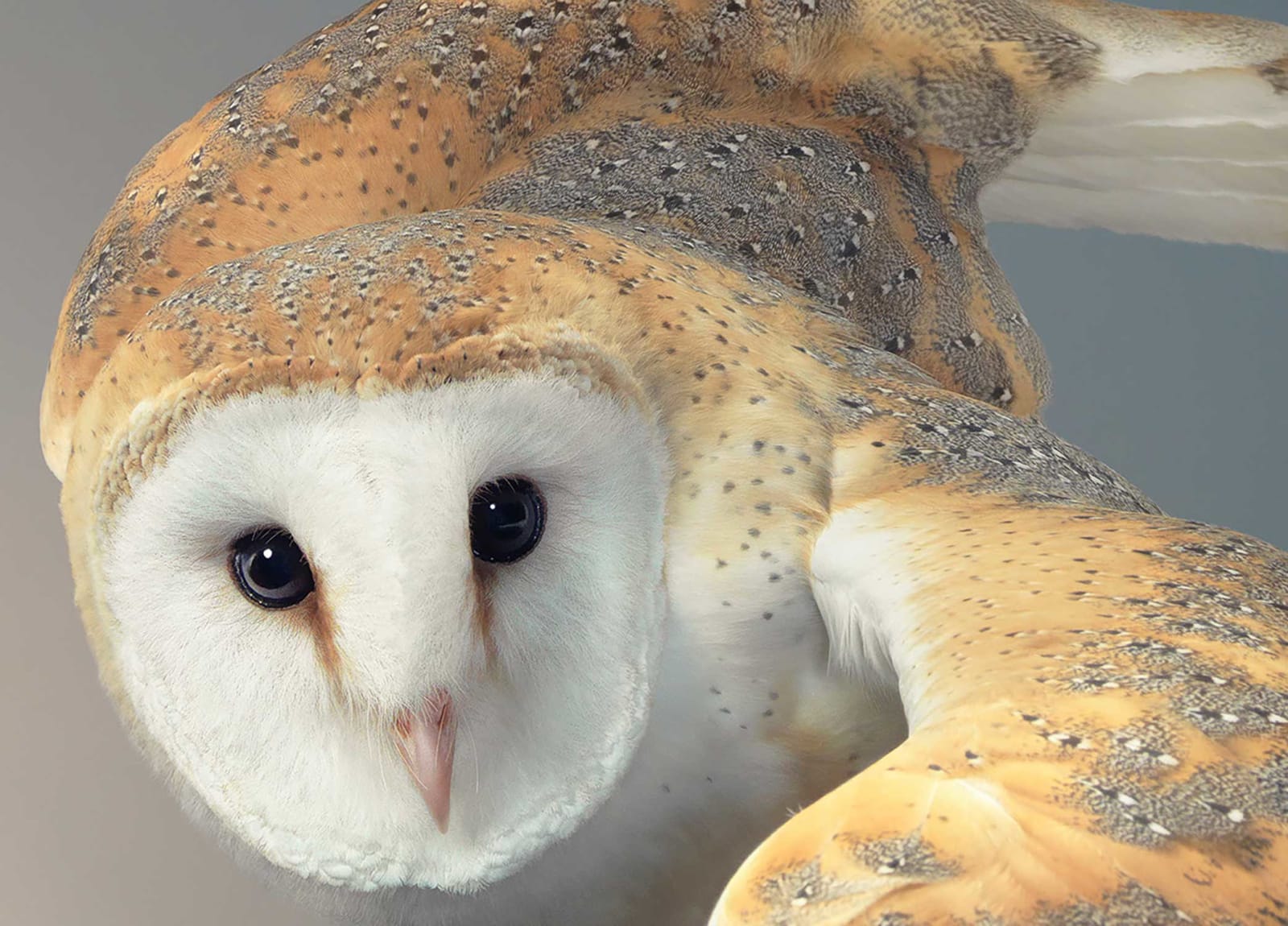 Tim Flach, Barn Owl, 2021