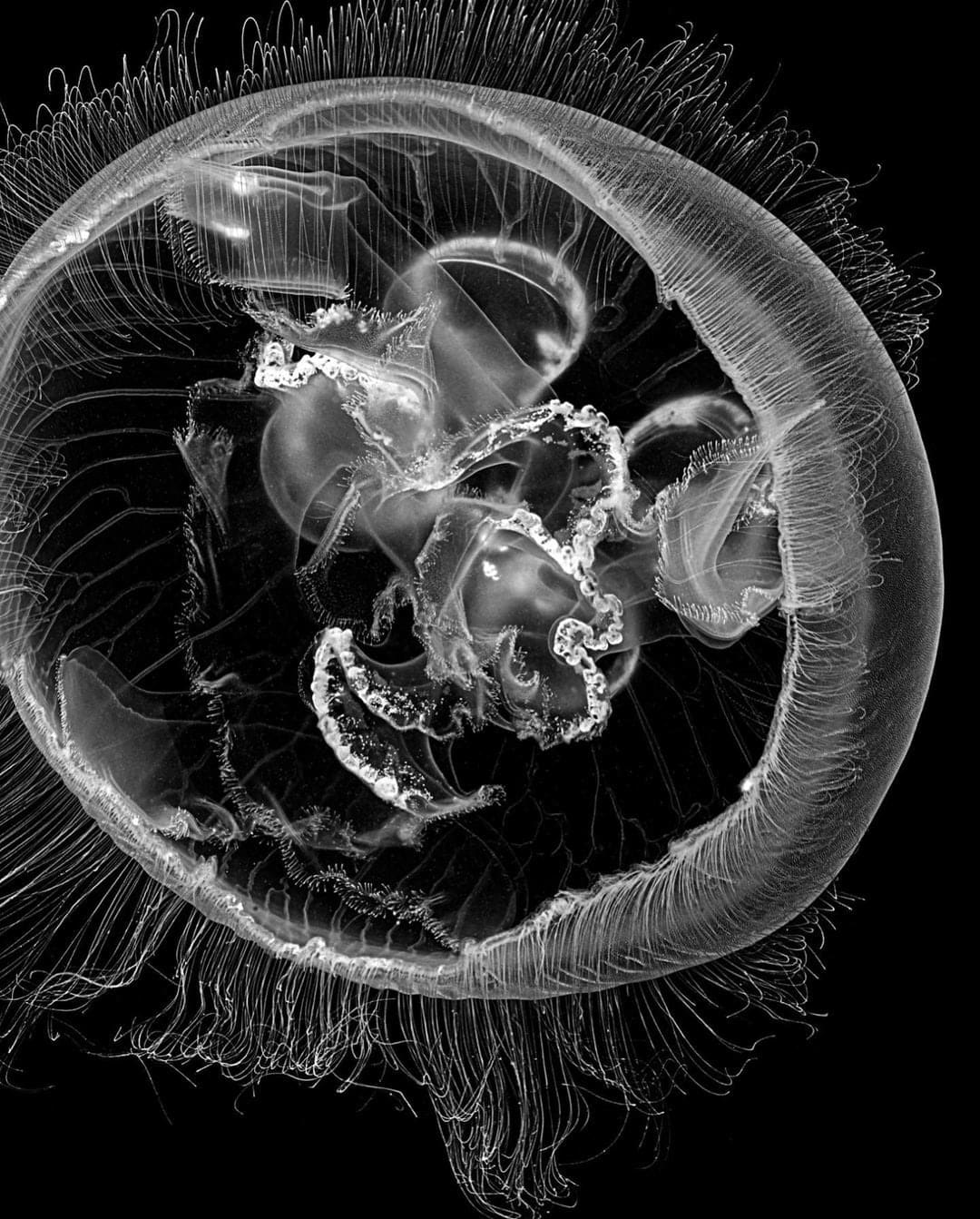 Jan C. Schlegel, Moon Jellyfish #1 (Aurelia Coreulea), Cape Town, 2023