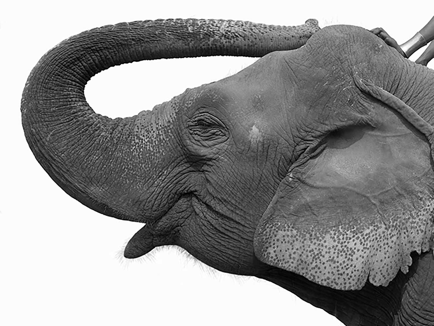 Sylvie Blum, The Amazone, 2018