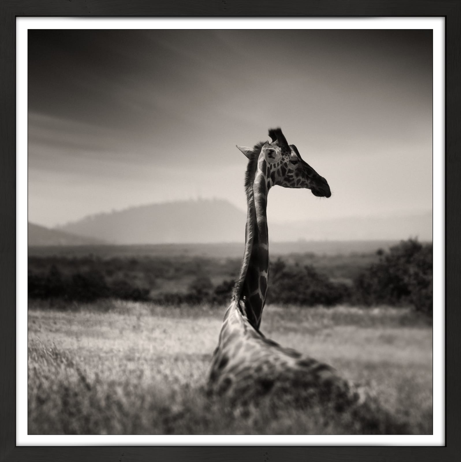 Joachim Schmeisser, Lying Giraffe, 2019