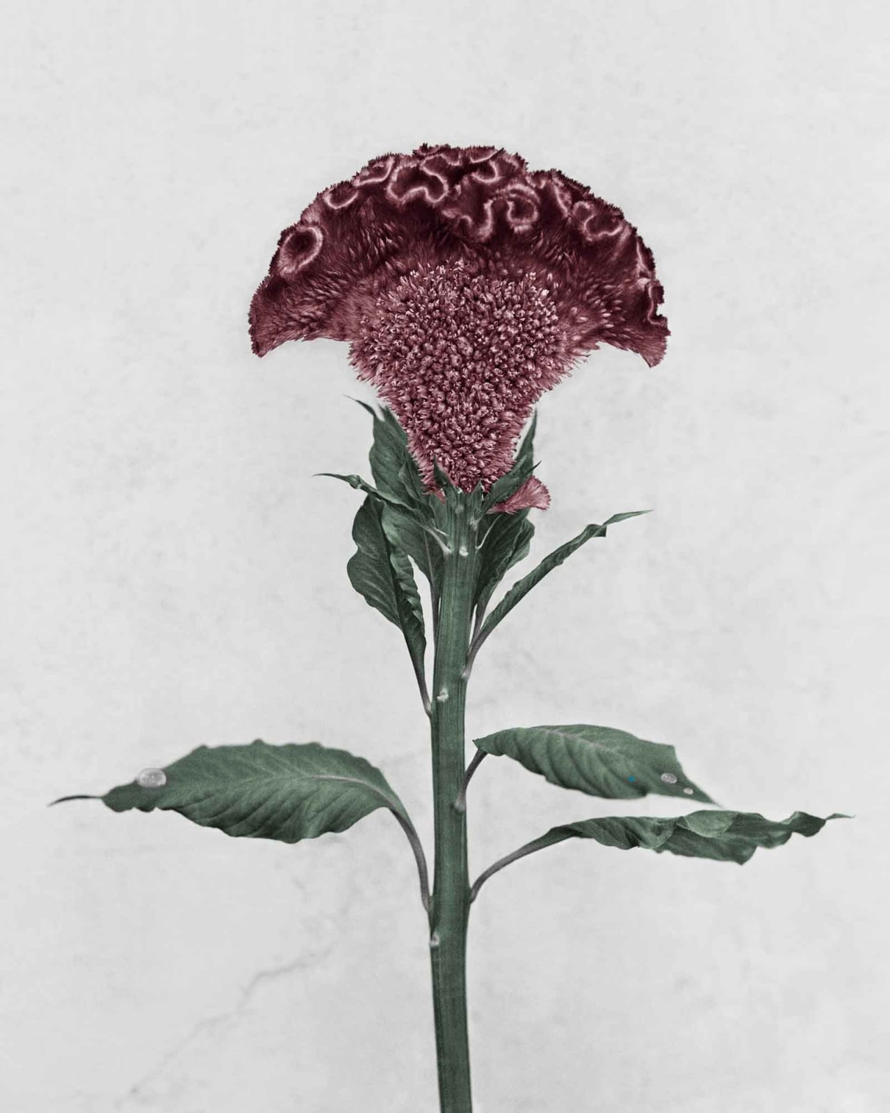 Vee Speers, Botanica #3 (Celosia Cristata), 2016
