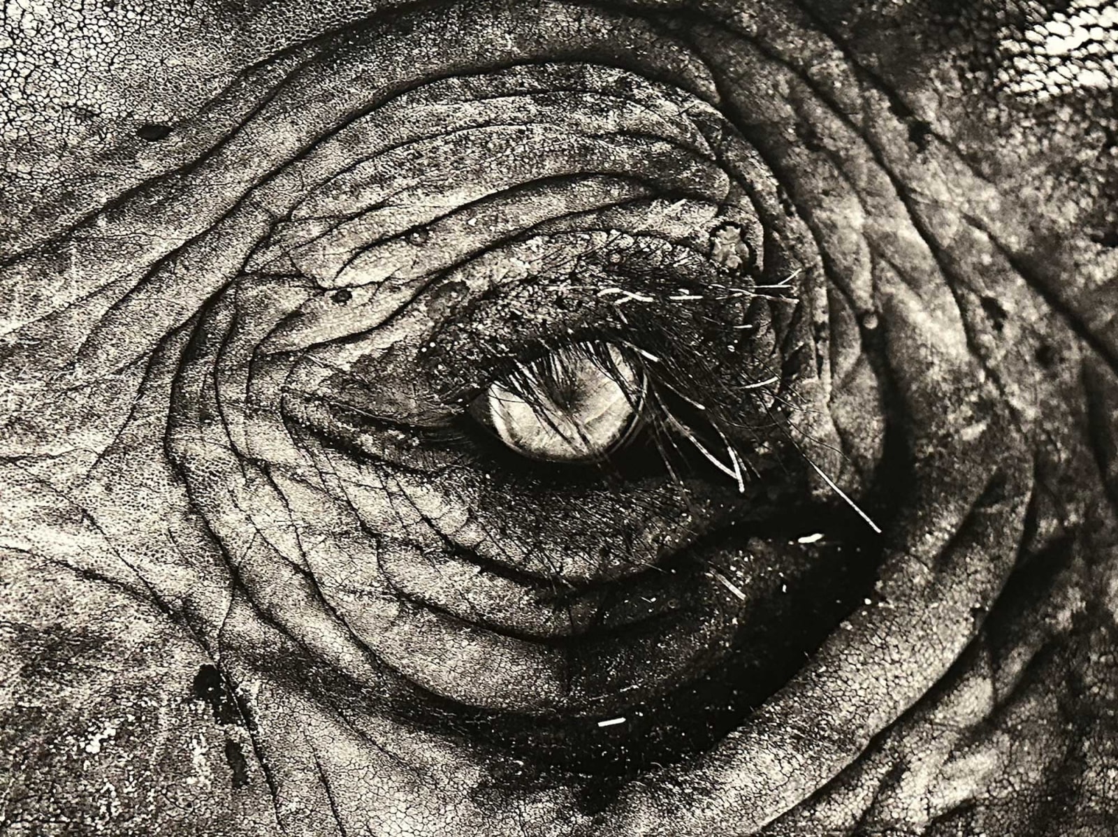 Joachim Schmeisser, Elephant Eye, 2020
