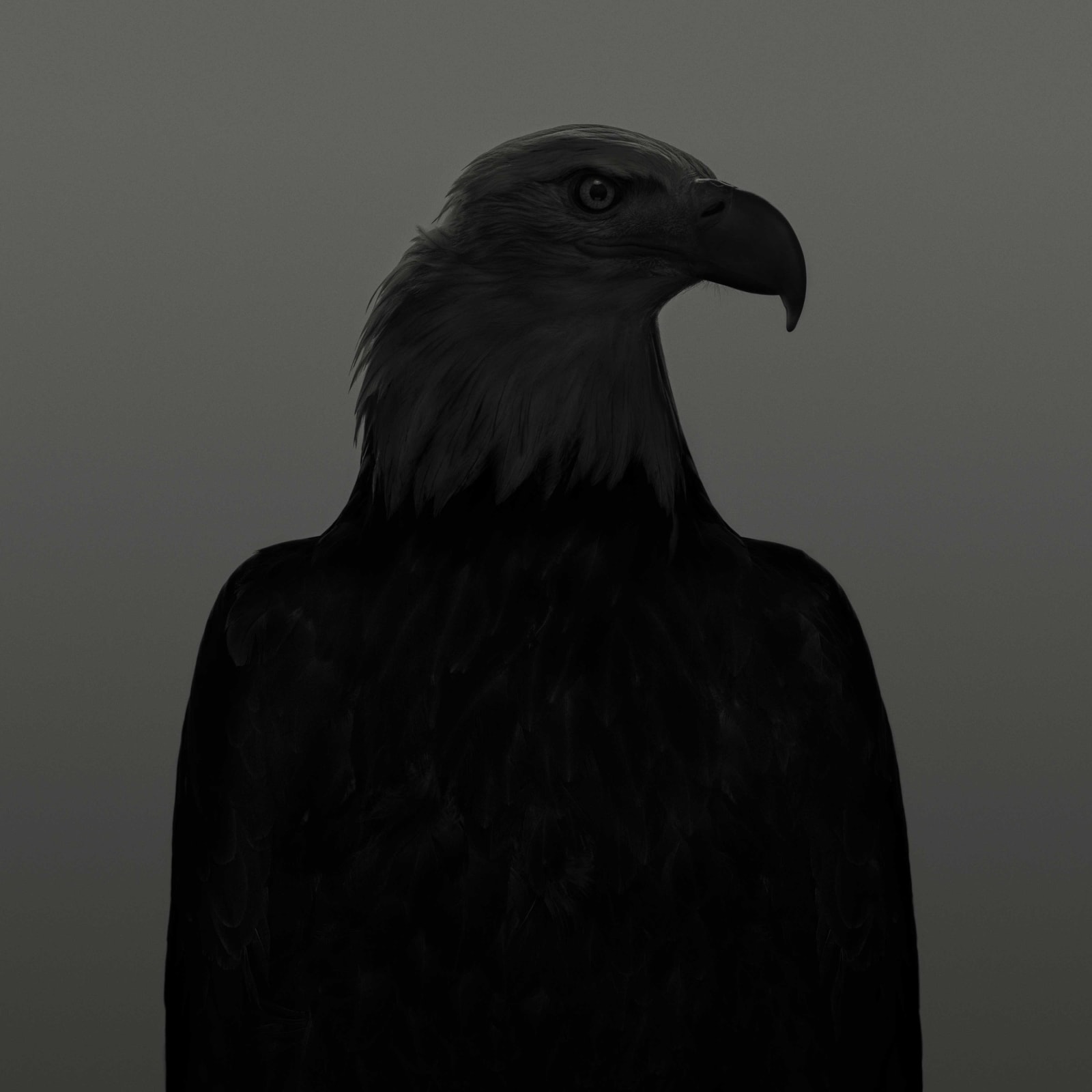 Dean West, Bald Eagle #2, 2025