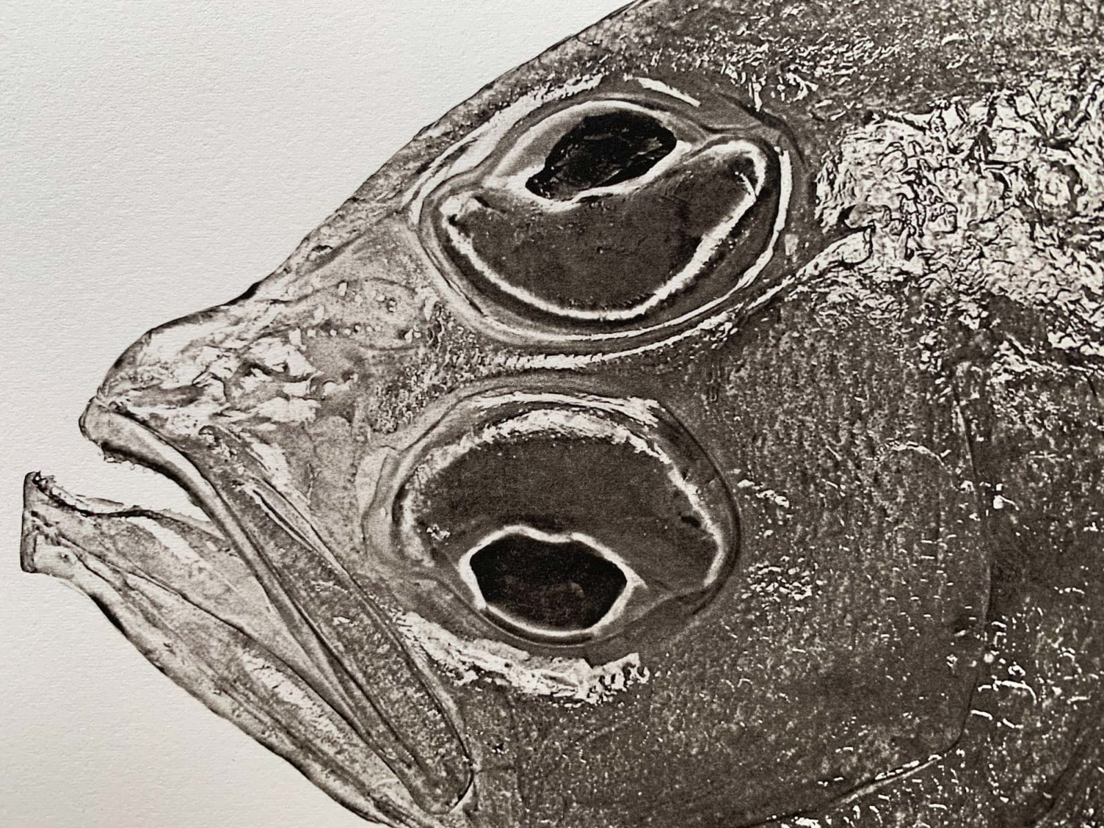 Jan C. Schlegel, Pleuronectes Platessa, 2018