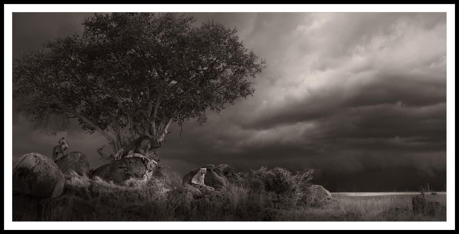 Joachim Schmeisser, Shelter, 2023