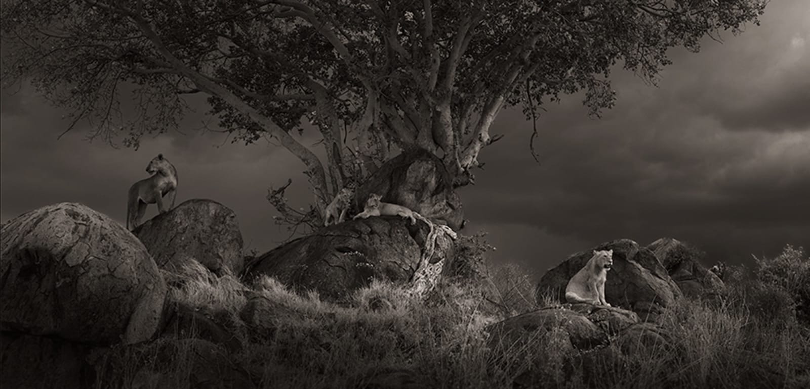 Joachim Schmeisser, Shelter, 2023