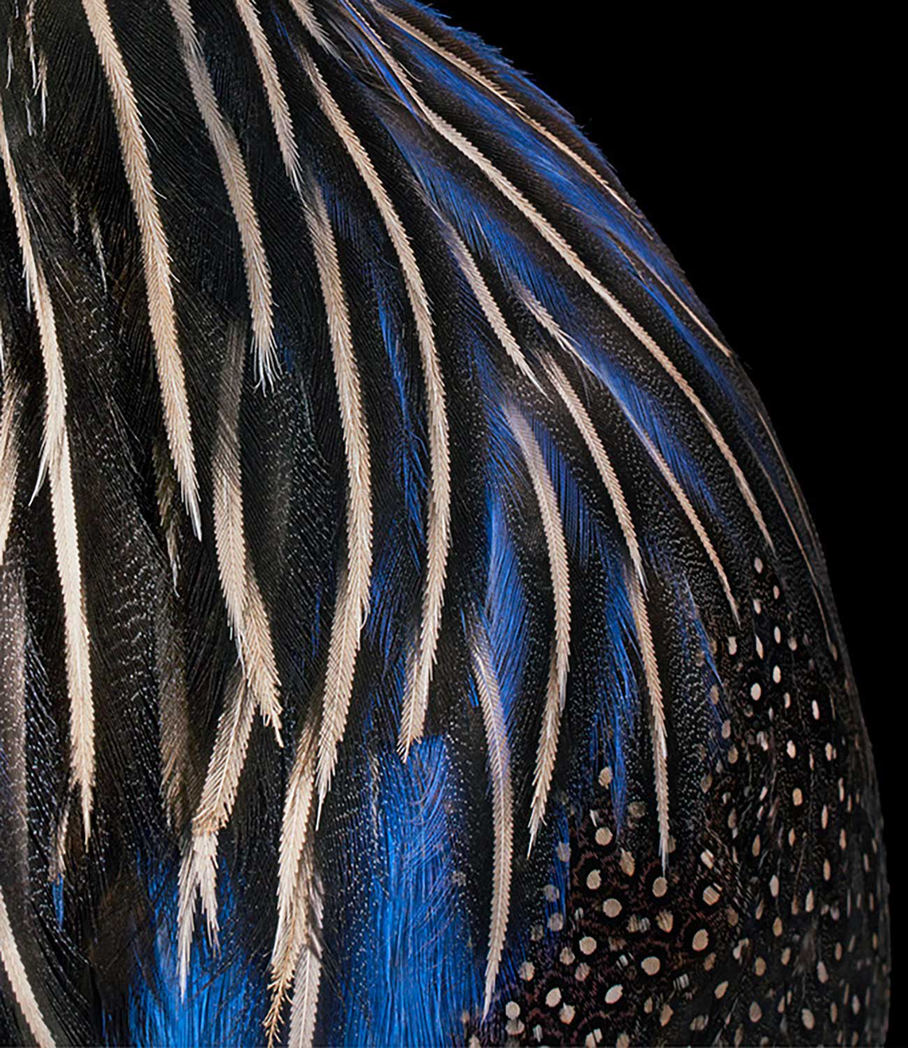Tim Flach, Vulturine Guineafowl, 2021