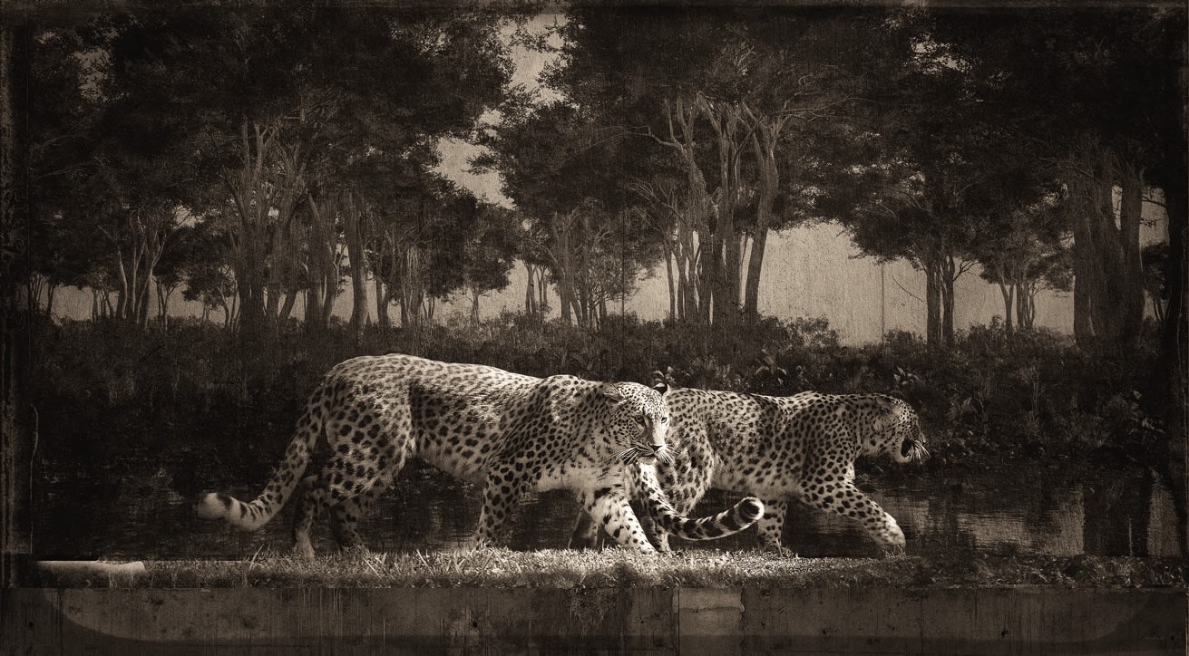 Jan Gulfoss, Deux léopards, c. 2013-2016