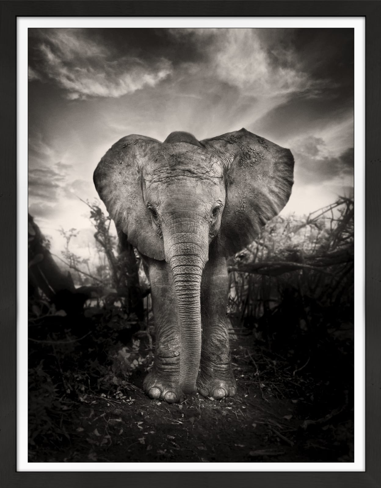 Joachim Schmeisser, Kibo, 2009