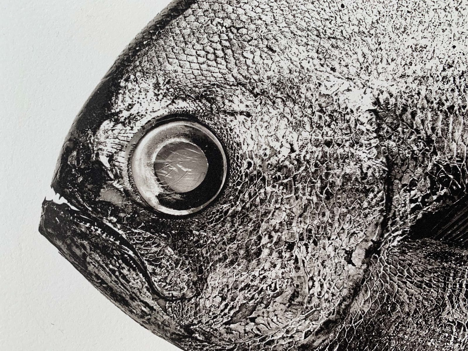 Jan C. Schlegel, Brama Brama, 2018
