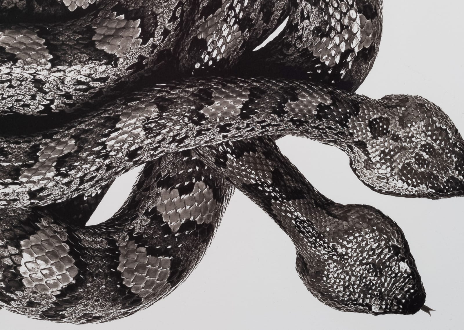 Jan C. Schlegel, Ovophis makazayazaya (Taiwanese Mountain Pitviper), 2021