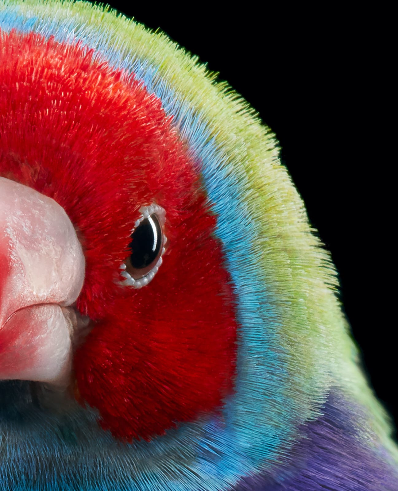 Tim Flach, Gouldian Finch, 2021
