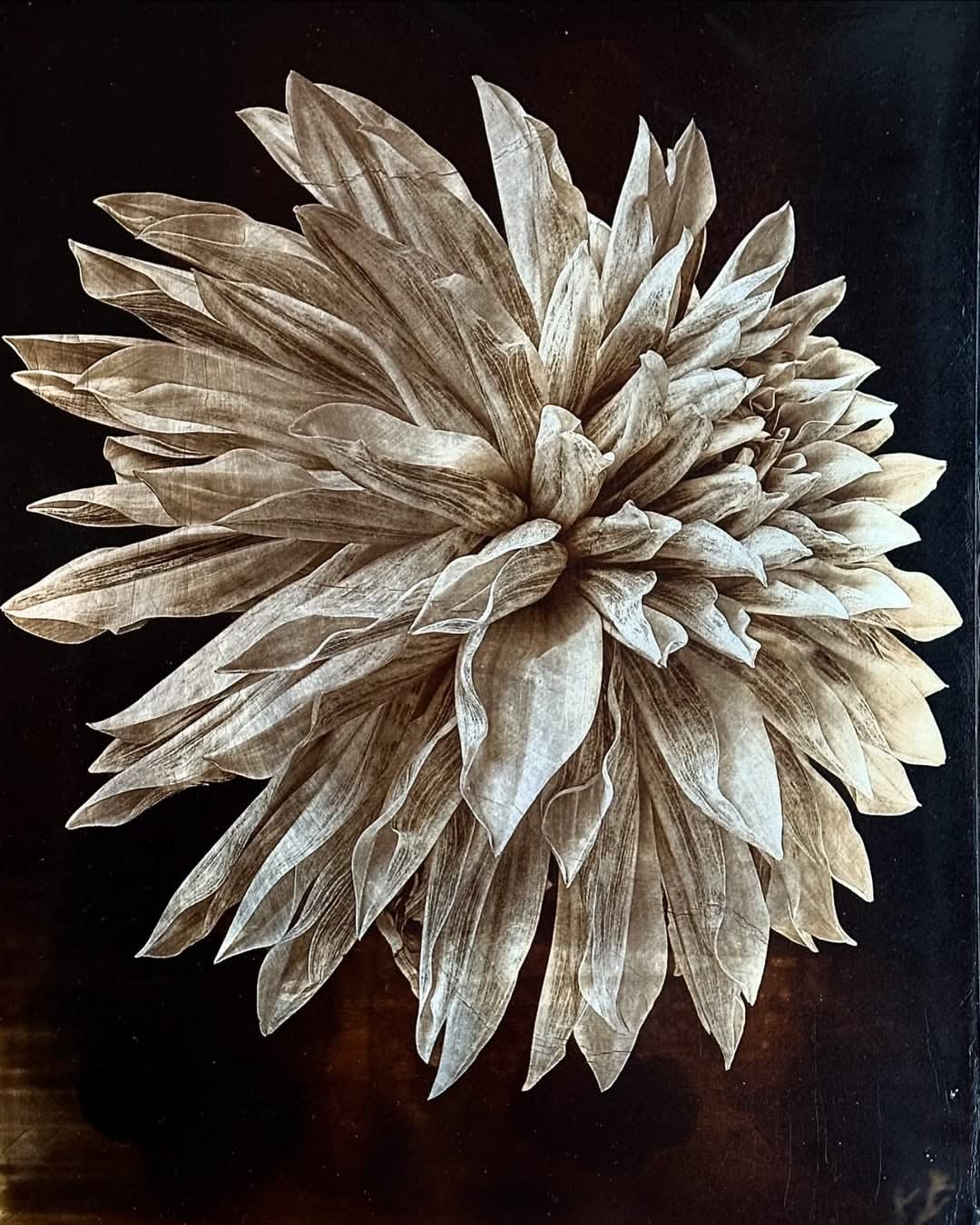 Jan C. Schlegel, Plate #6, 2025
