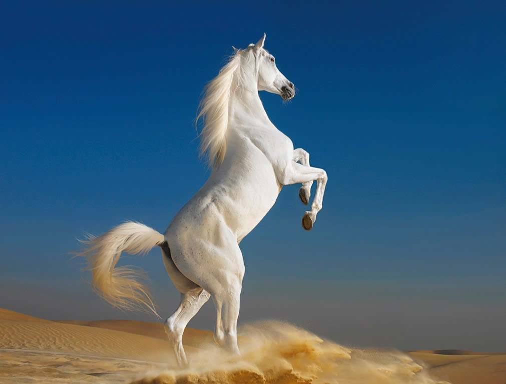 Tim Flach, Danaf Rearing, 2008