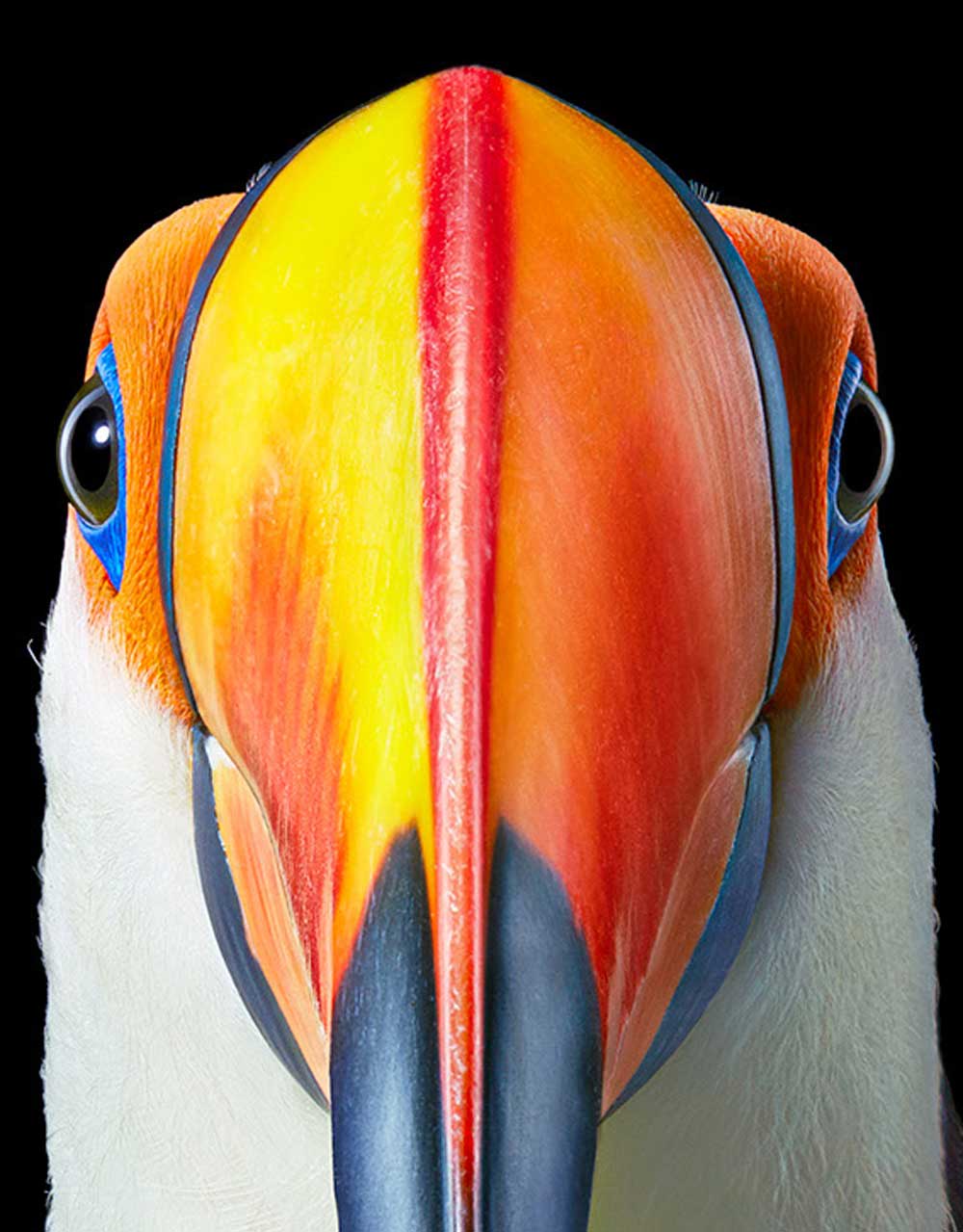 Tim Flach, Toco Toucan - Front On, 2021