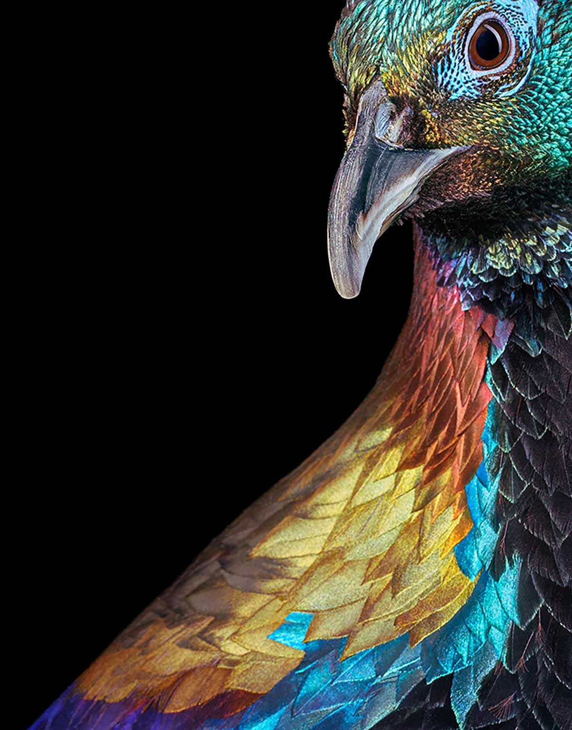 Tim Flach, Himalayan Monal - Three Quarters, 2021