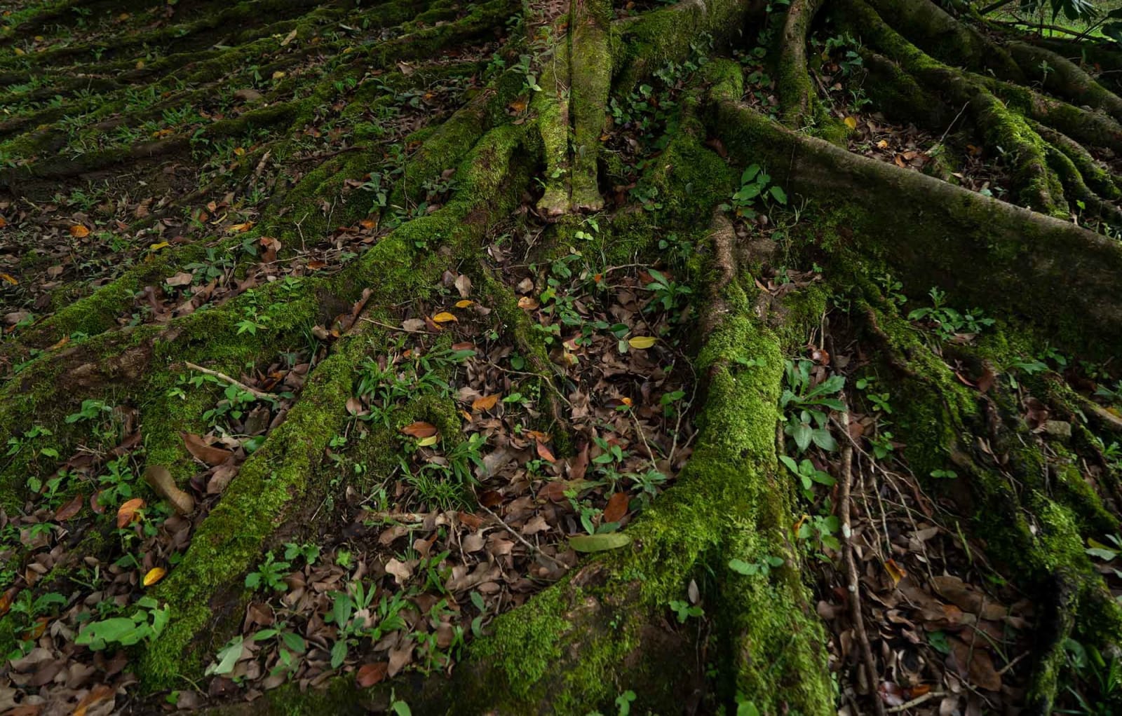 Cecilia Paredes, Feet and Tree Roots