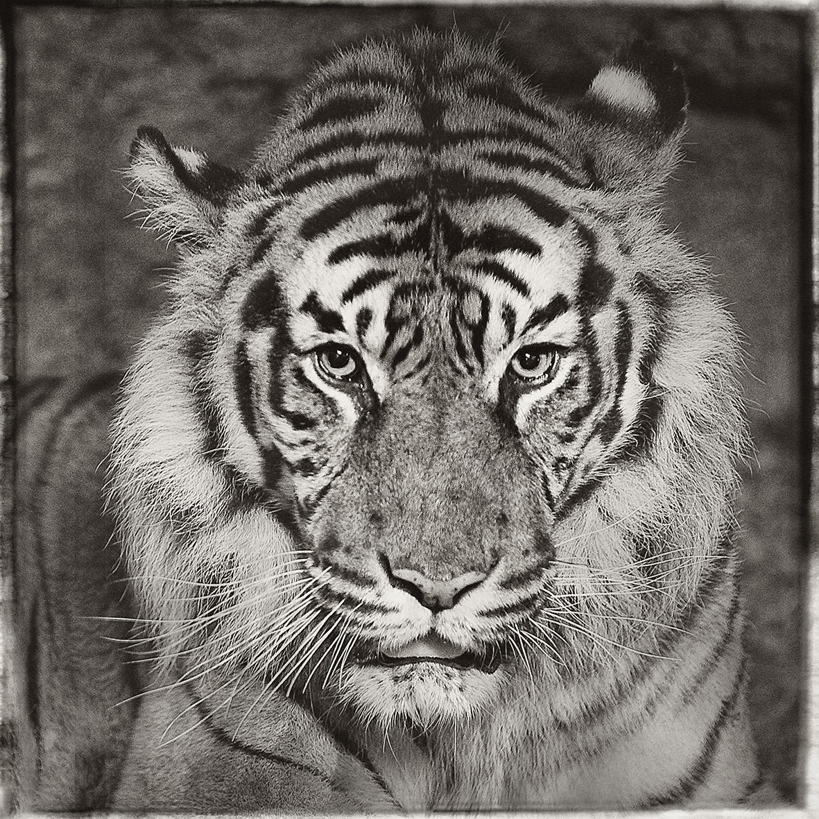Jan Gulfoss, Sumatra Tiger, c. 2013-2016