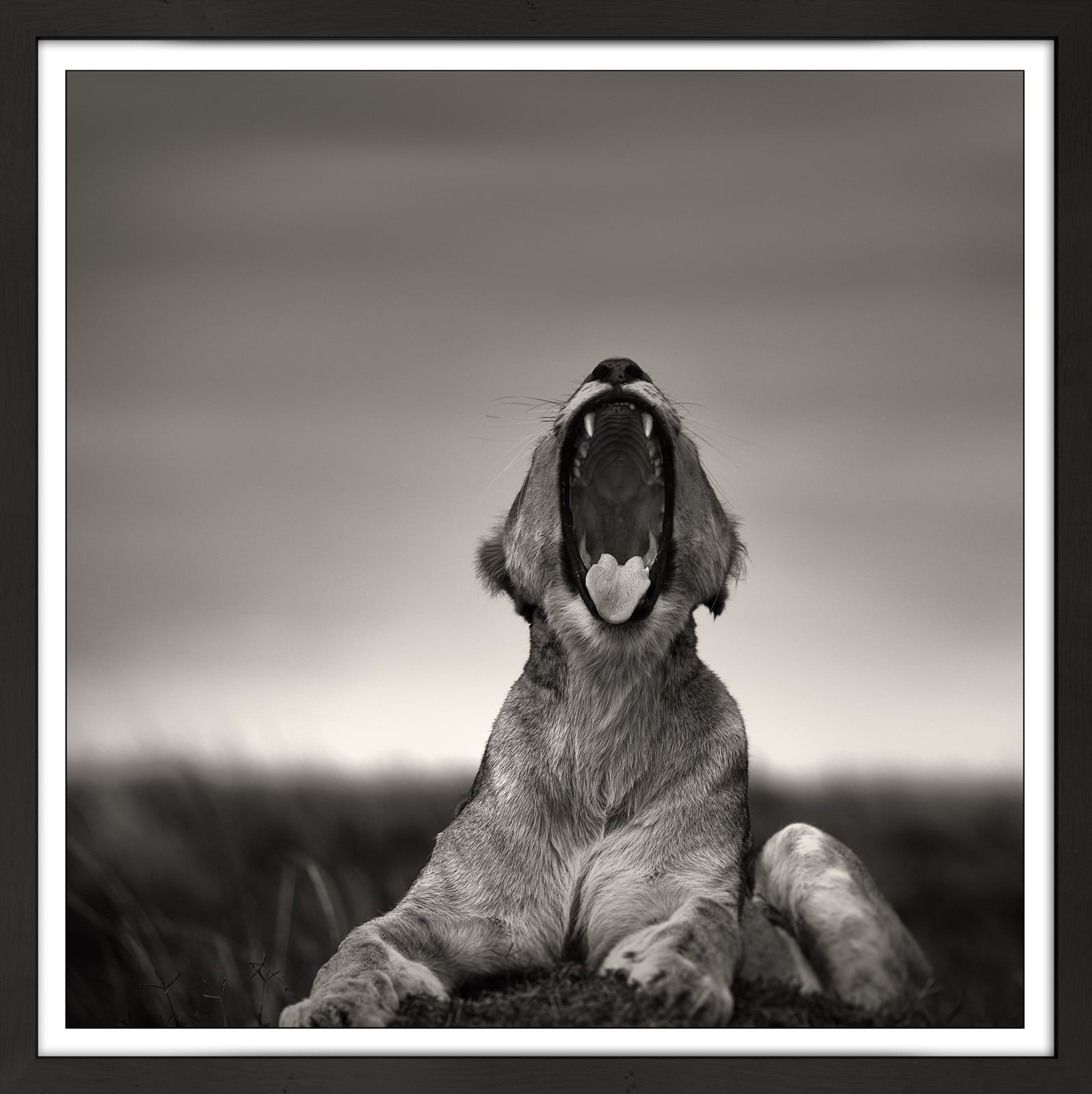 Joachim Schmeisser, Roaring Female, 2020