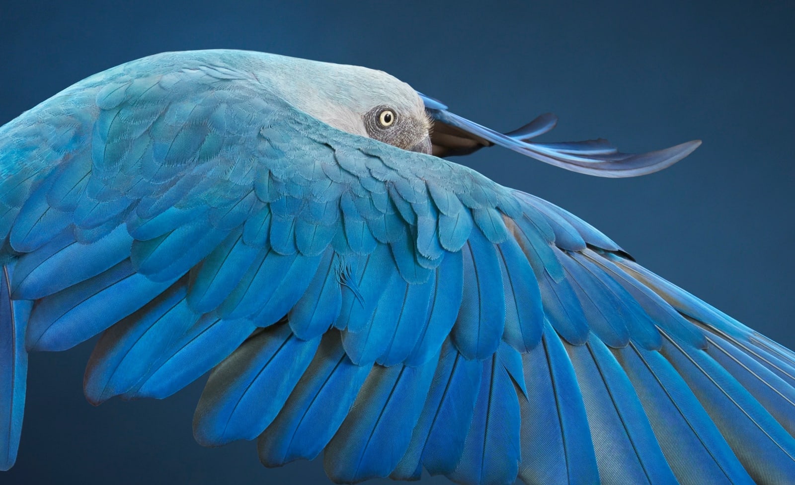 Tim Flach, Spix's Macaw, Rearview, Unextinct, 2022