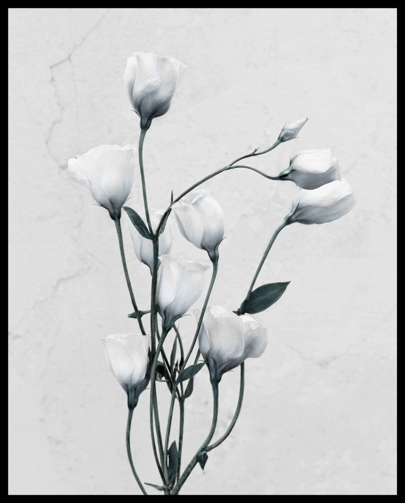 Vee Speers, Botanica #9 (Eustoma Grandiflorum), 2016