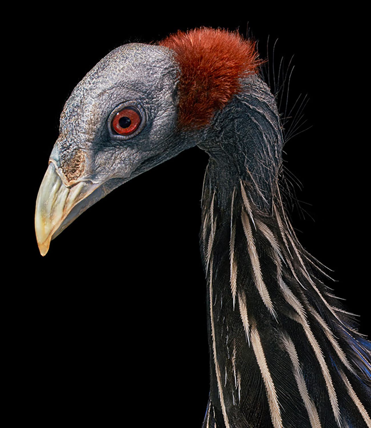 Tim Flach, Vulturine Guineafowl, 2021