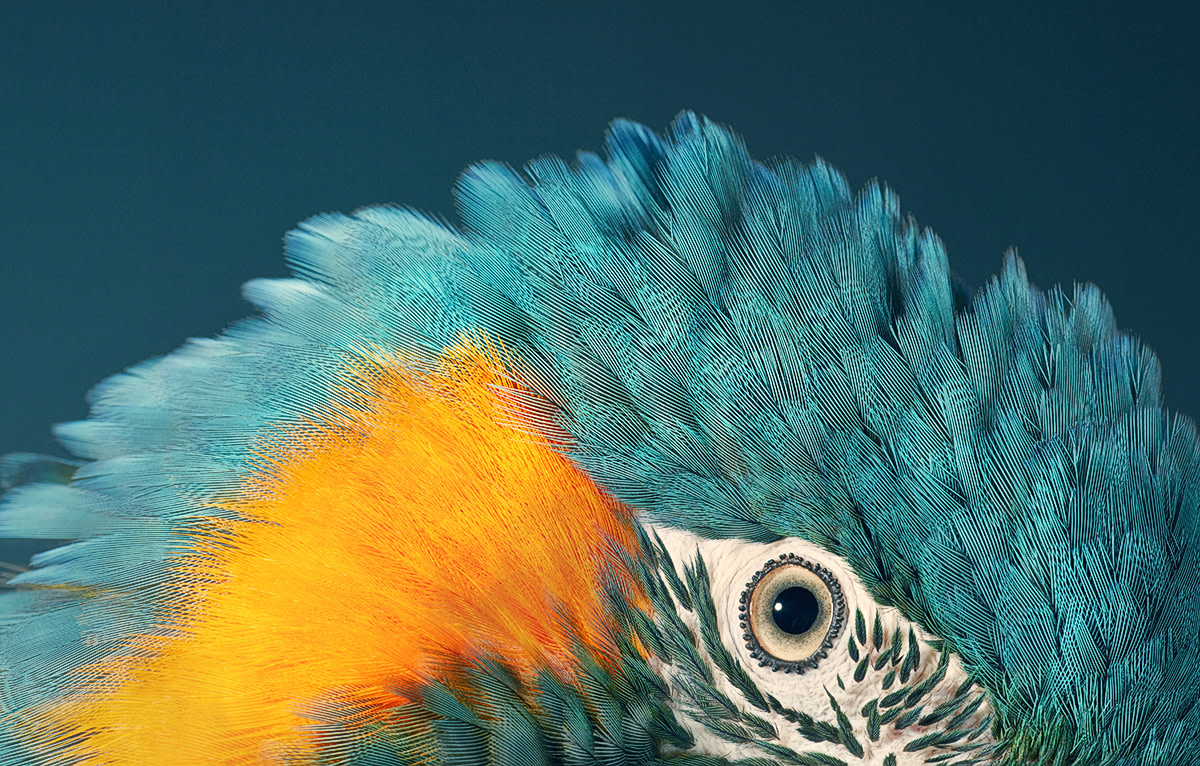 Tim Flach, Blue Throated Macaw, 2017