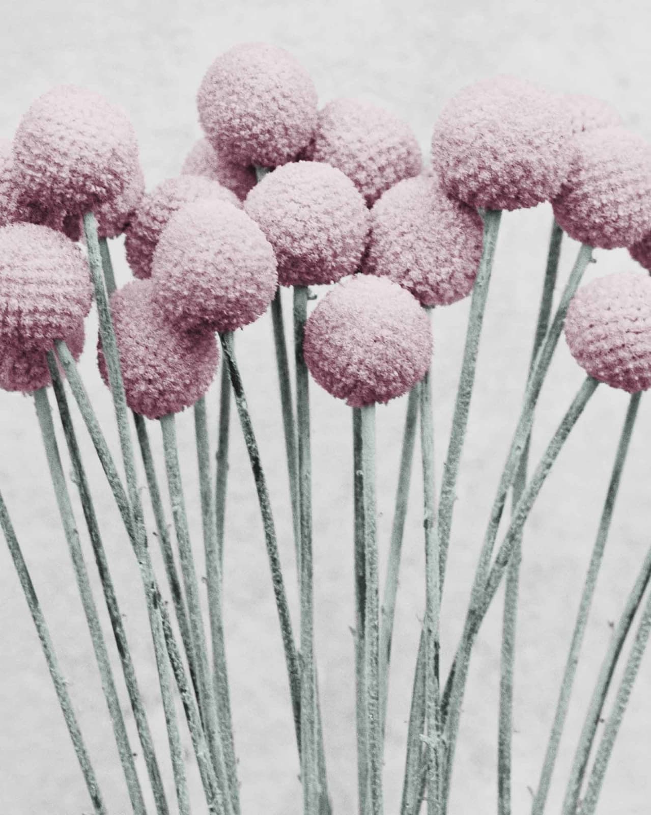 Vee Speers, Botanica #19 (Craspedia), 2016