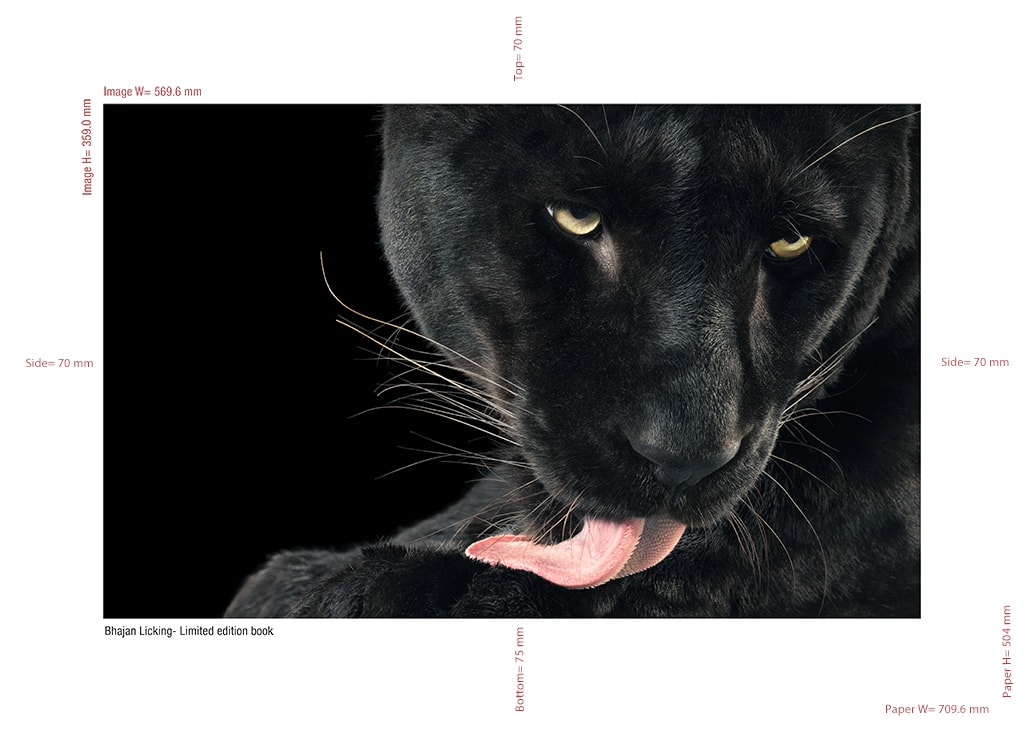 Tim Flach, Bhajan Licking + More Than Human Limited Edition