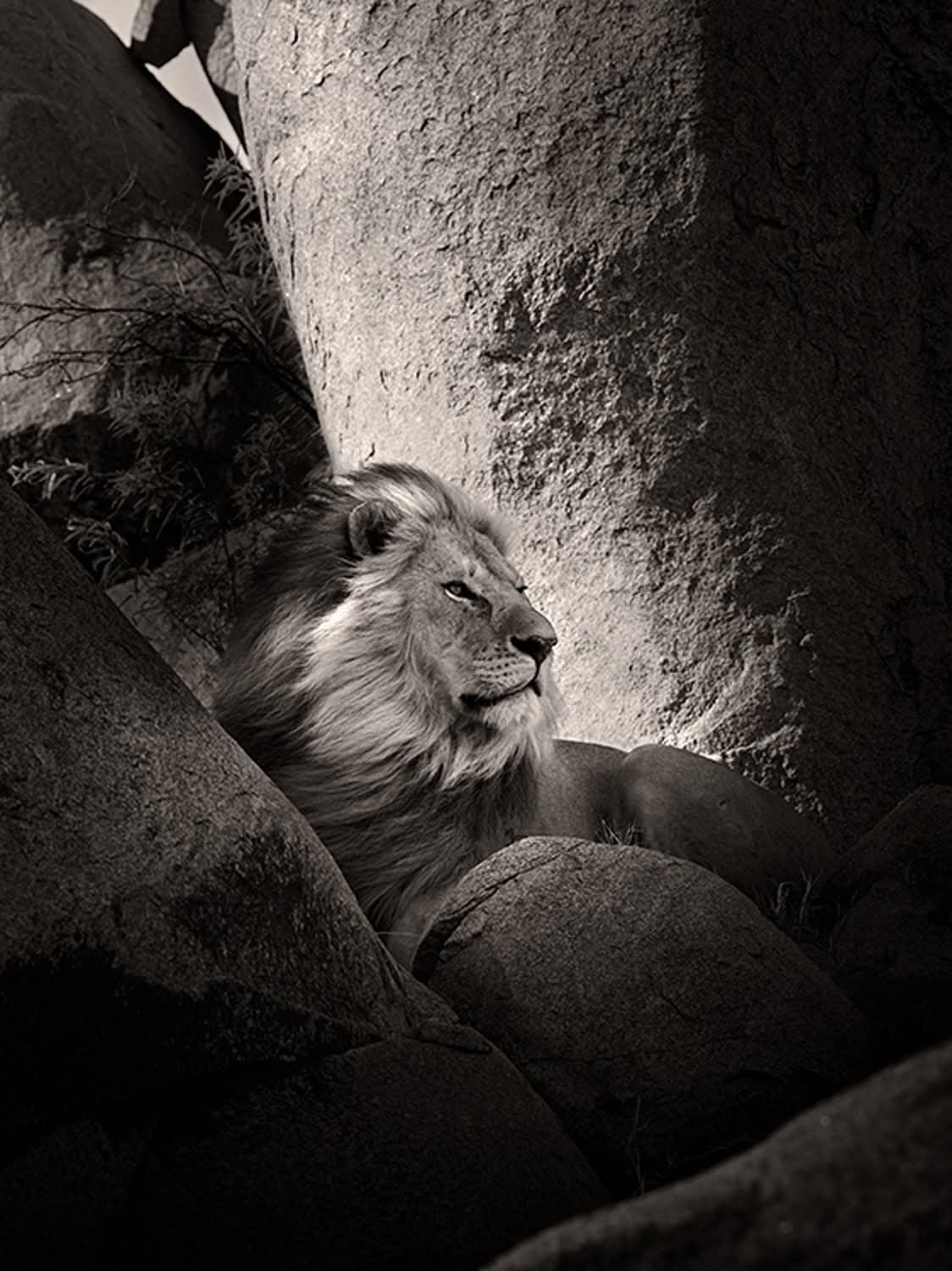 Joachim Schmeisser, Lion Rock II, 2022