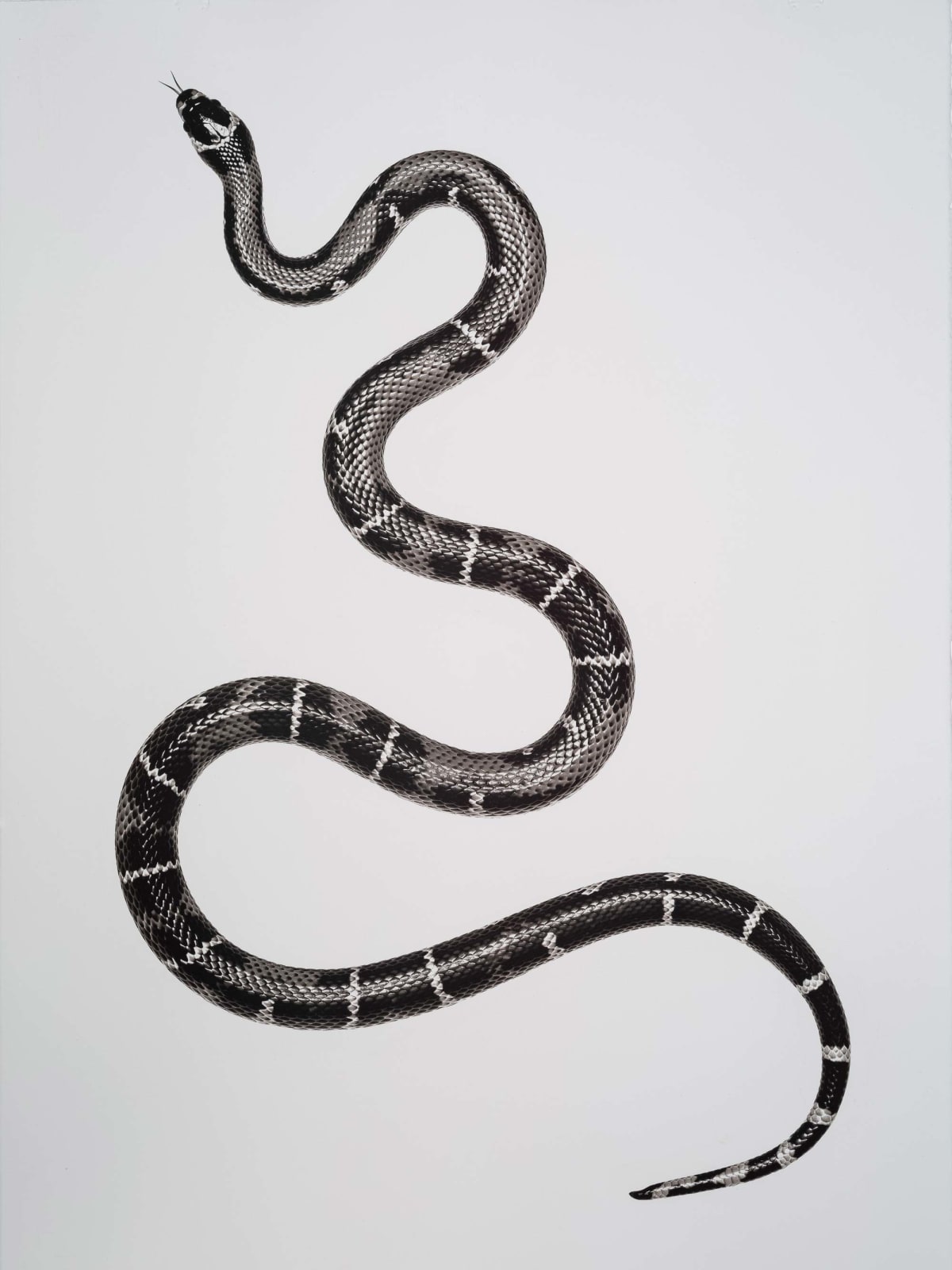 Jan C. Schlegel, Snake 6, 2020