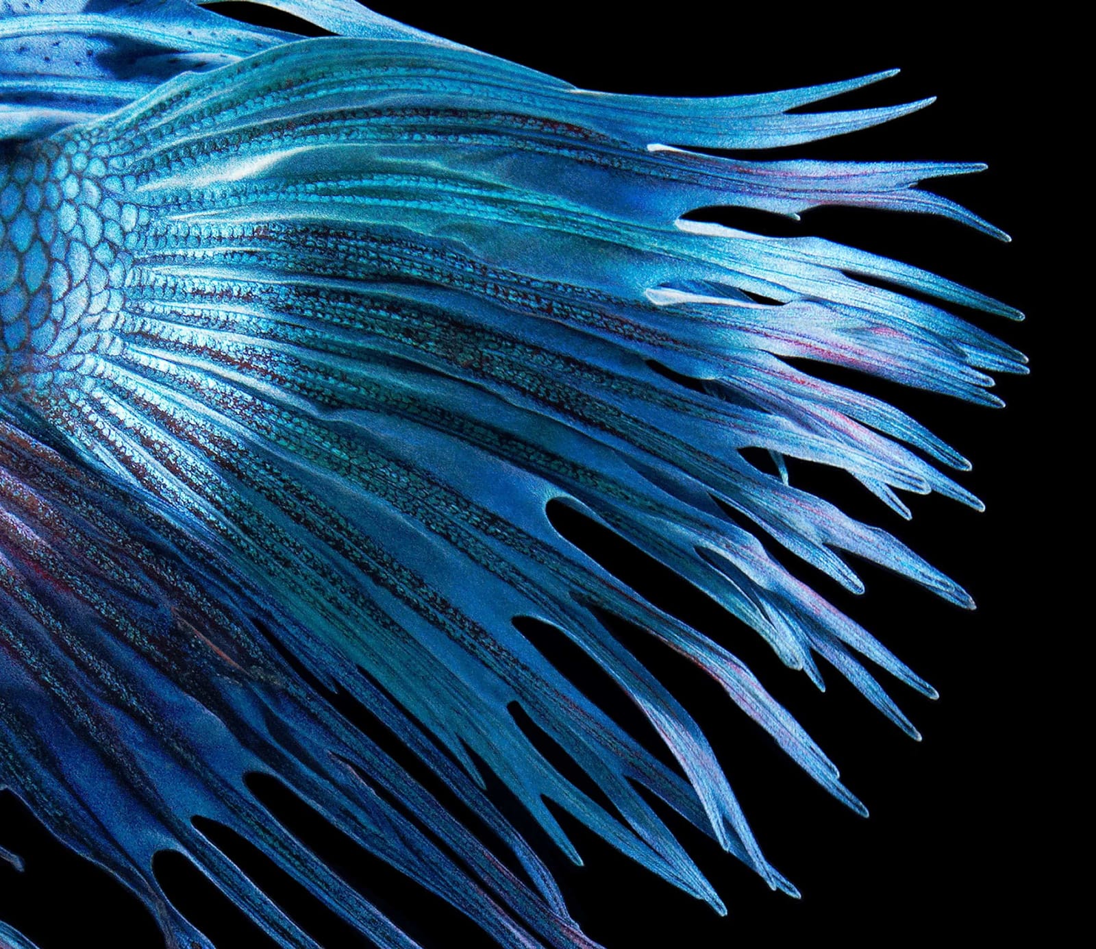 Tim Flach, Fighting Fish, 2010