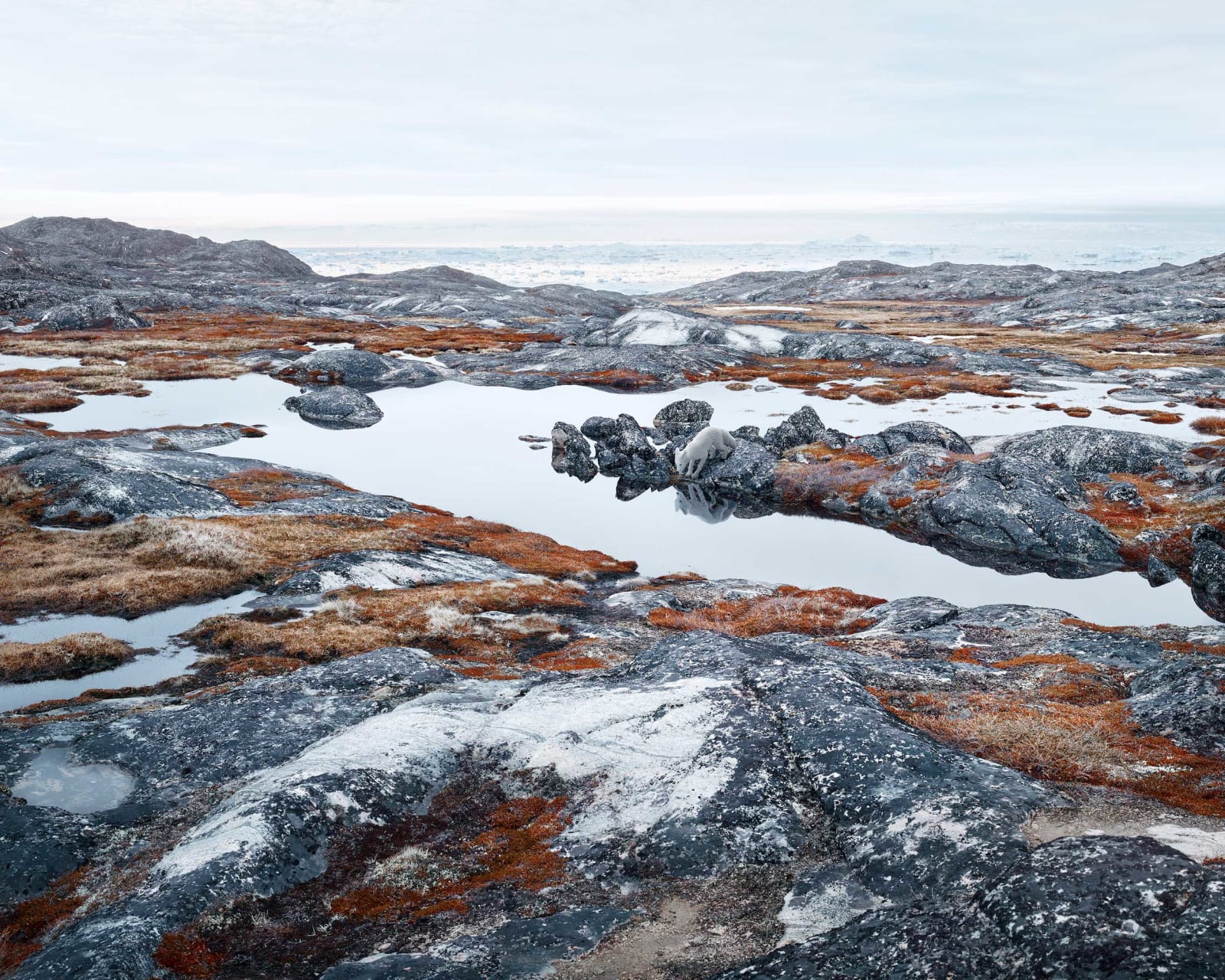 Dean West & Nathan Sawaya, Arctic Fox, 2019