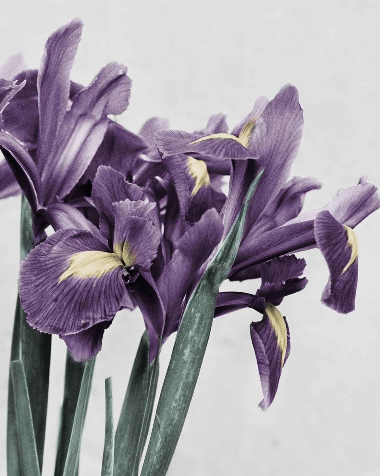 Vee Speers, Botanica #21 (Iris Germanica), 2016