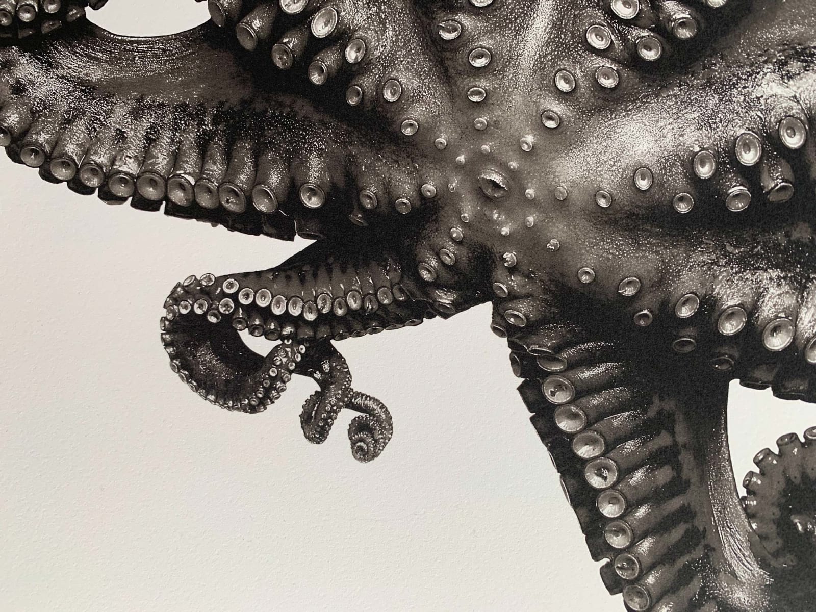 Jan C. Schlegel, Octopus Vulgaris, 2018