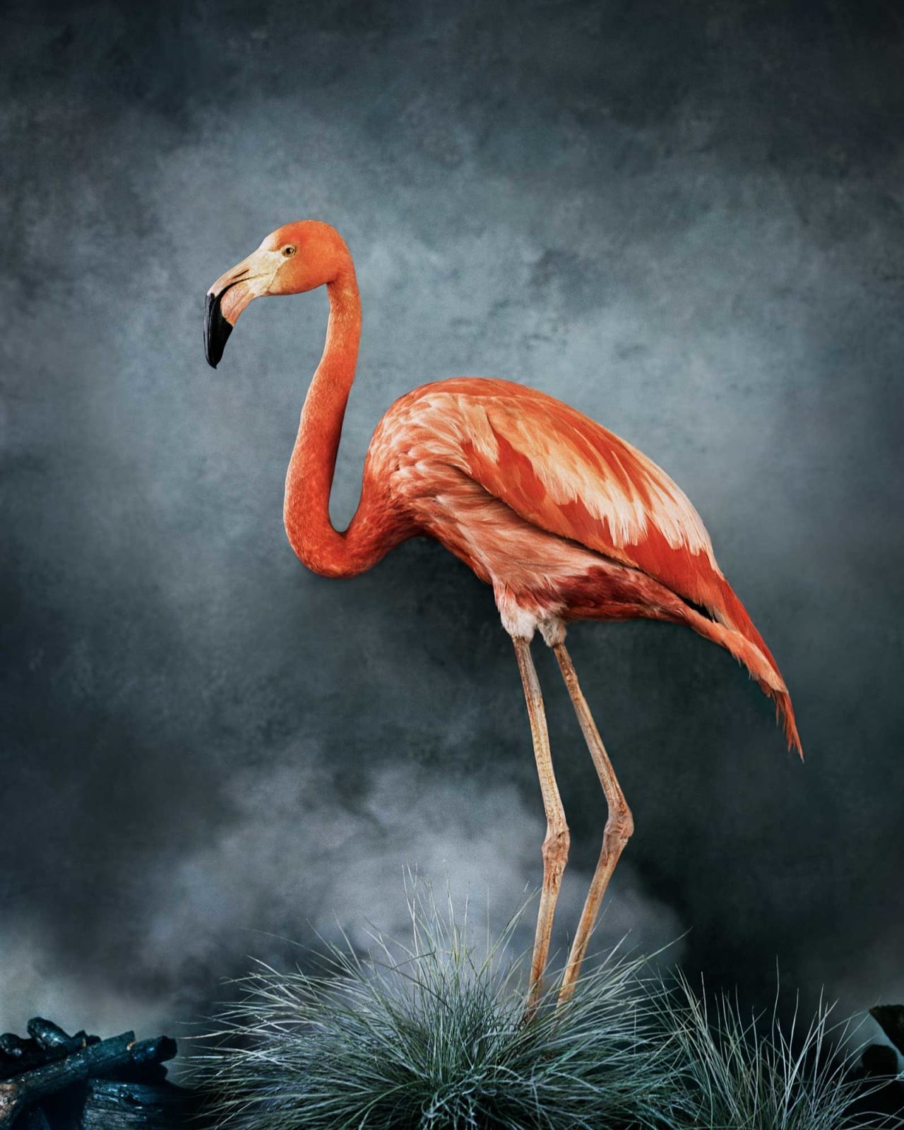 Vee Speers, Untitled #16, 2020