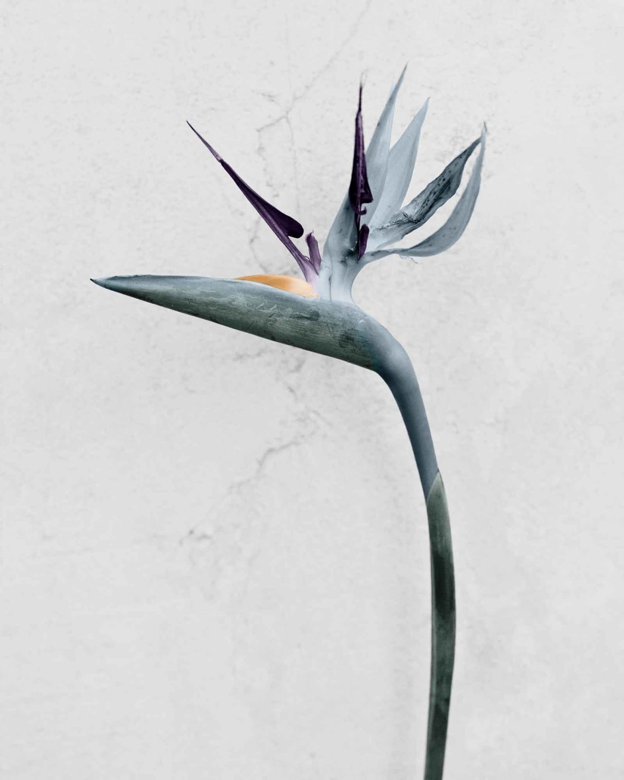 Vee Speers, Botanica #4 (Strelitzia Reginae), 2016