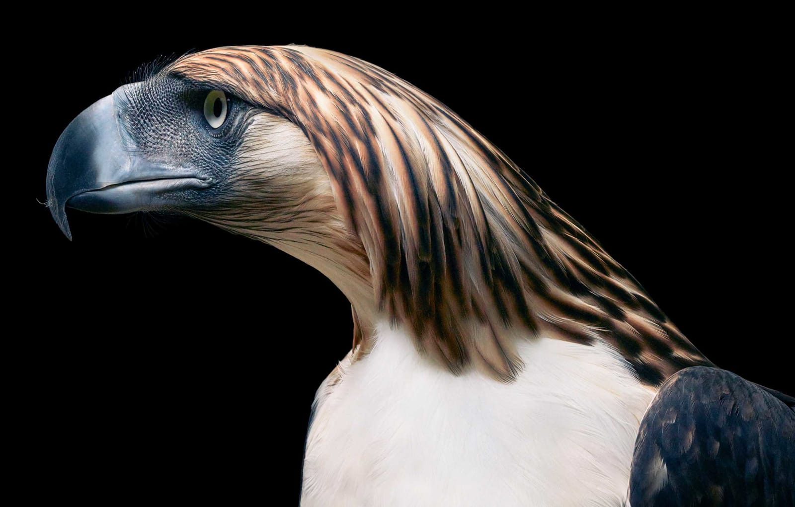 Tim Flach, Phillippine Eagle - Side On, 2021