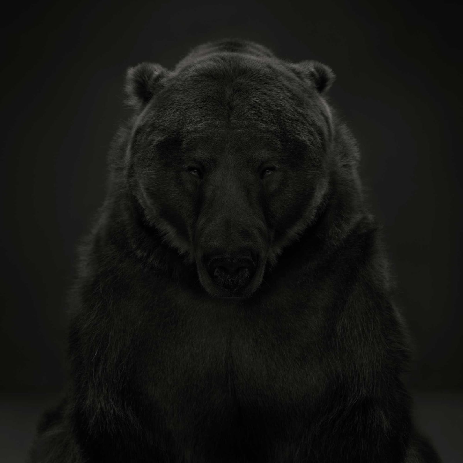 Dean West, Kodiak Bear #1, 2024