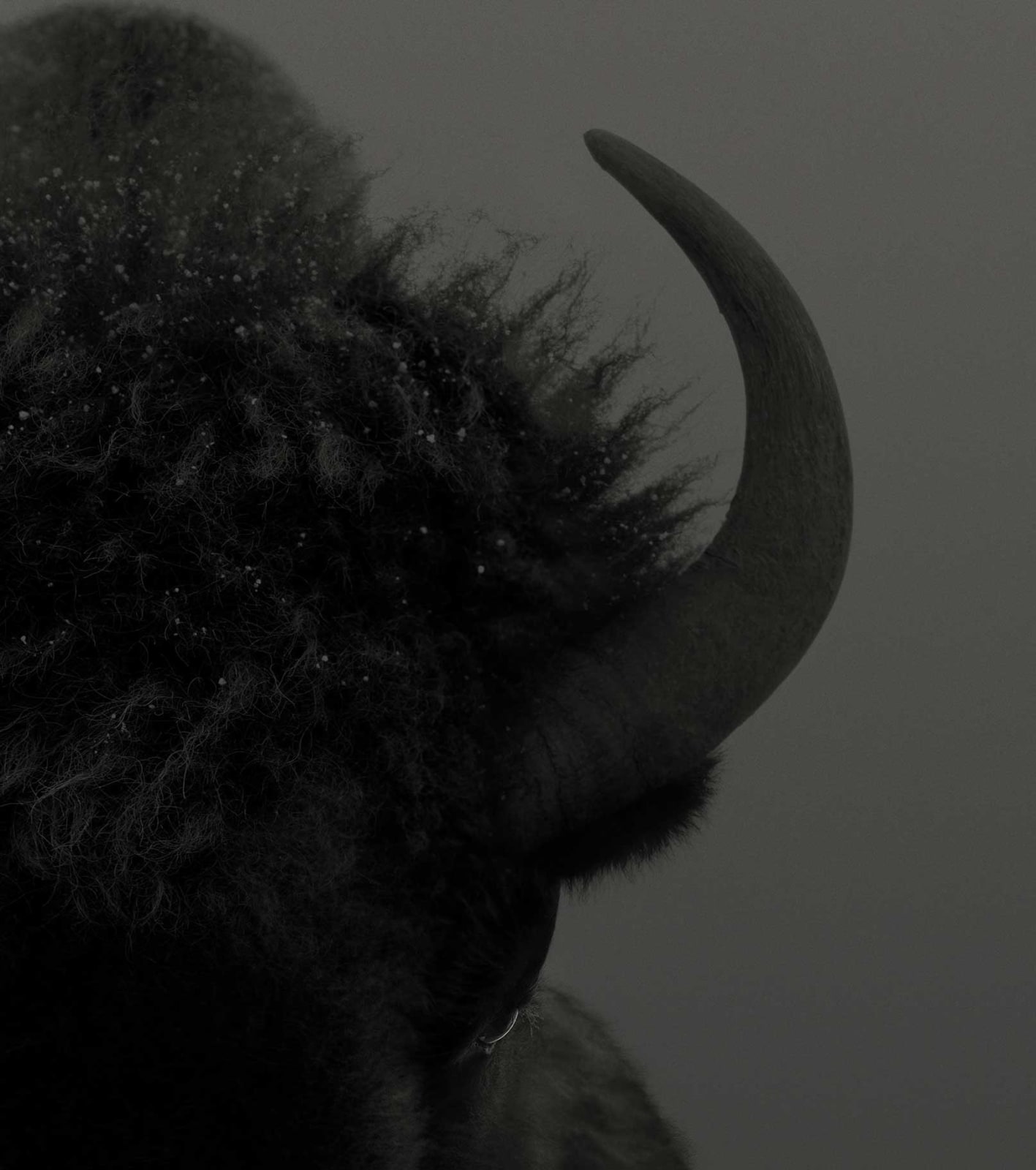 Dean West, American Bison #1, 2025
