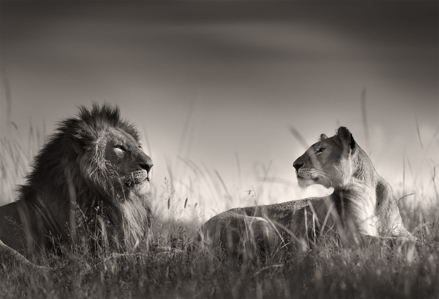Joachim Schmeisser, Mutual Understanding, Kenya, 2020