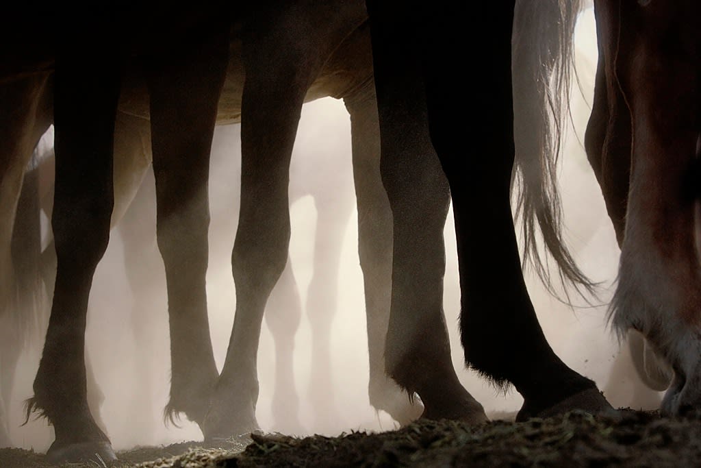 Tim Flach, Mustangs, 2008