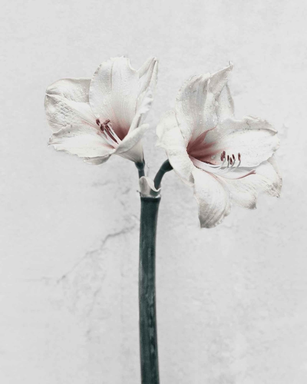 Vee Speers, Botanica #5 (Amaryllis), 2016