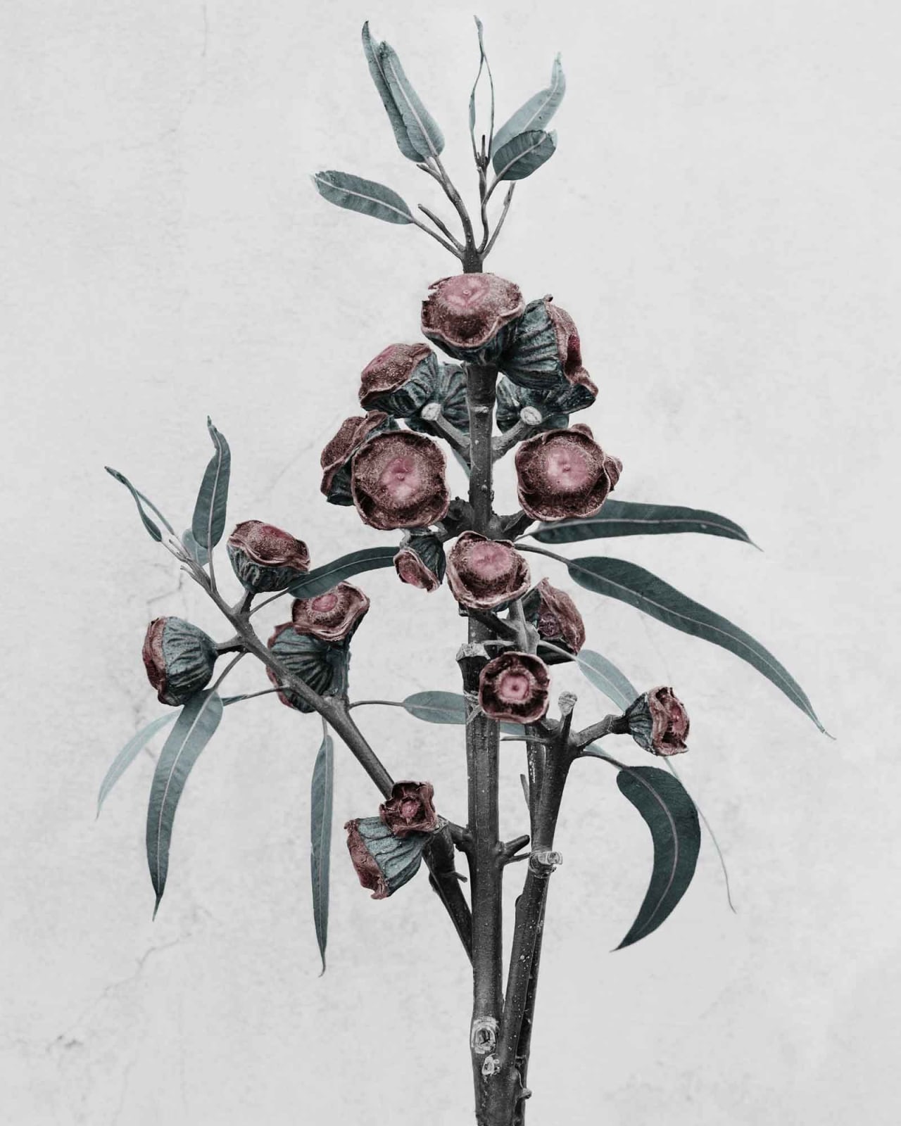 Vee Speers, Botanica #11 (Eucalyptus Globulus), 2016