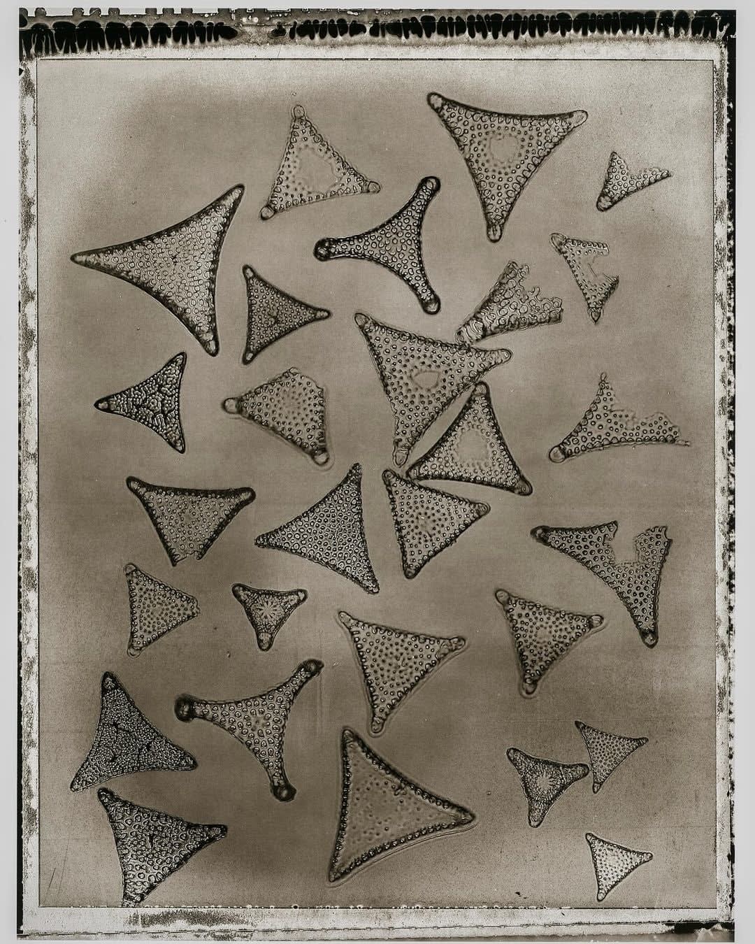 Jan C. Schlegel, Plate #33, Mediterranean Sea, 2024