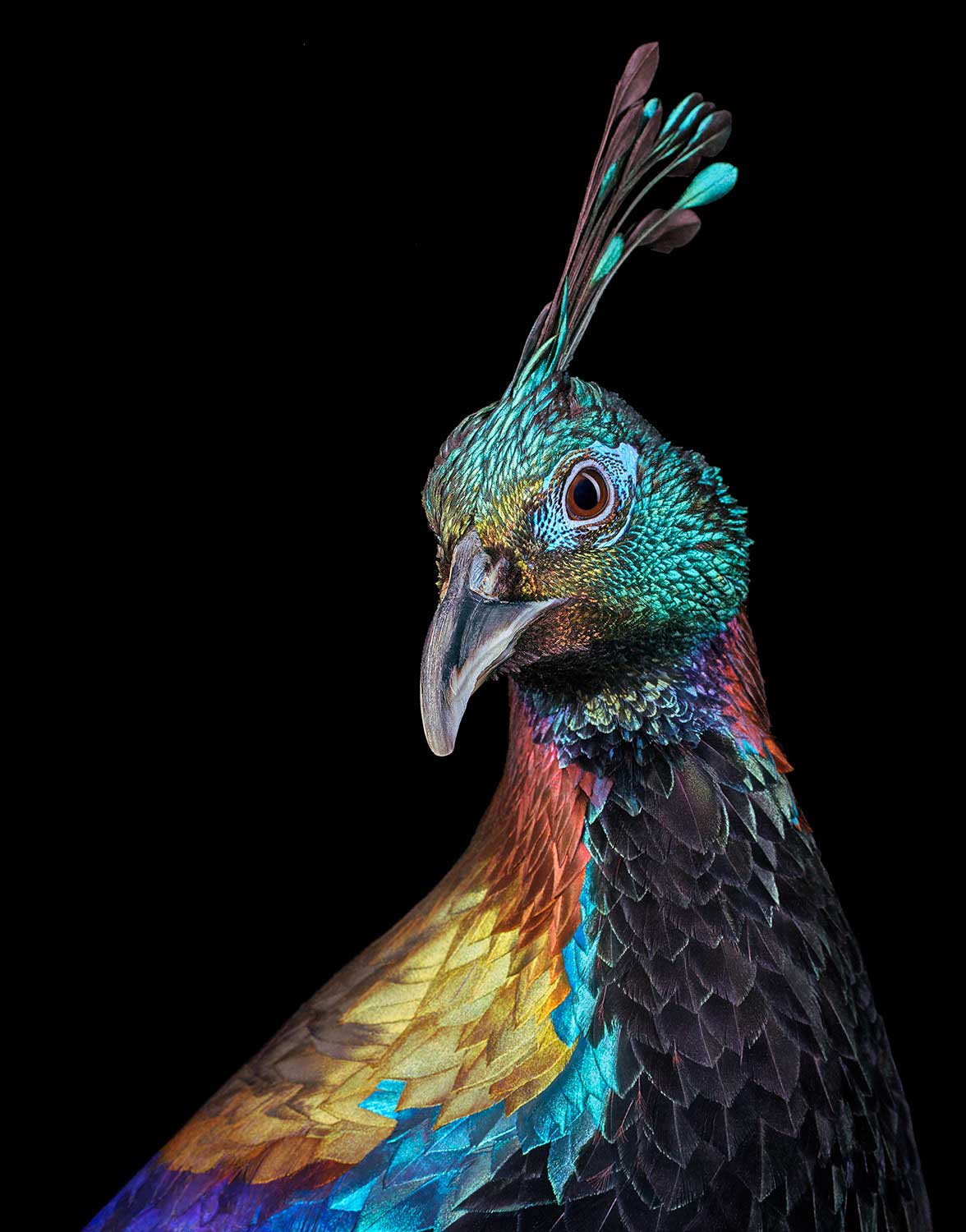 Tim Flach, Himalayan Monal - Three Quarters, 2021