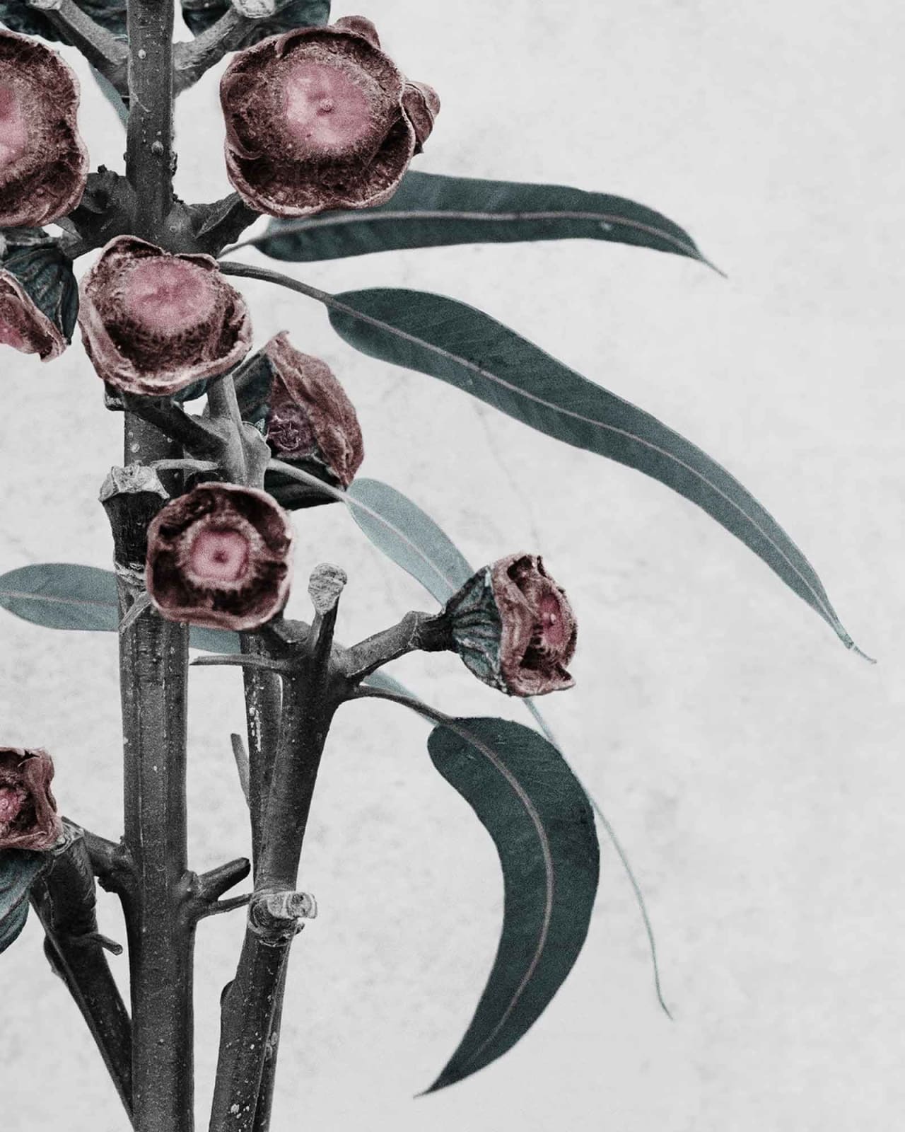 Vee Speers, Botanica #11 (Eucalyptus Globulus), 2016