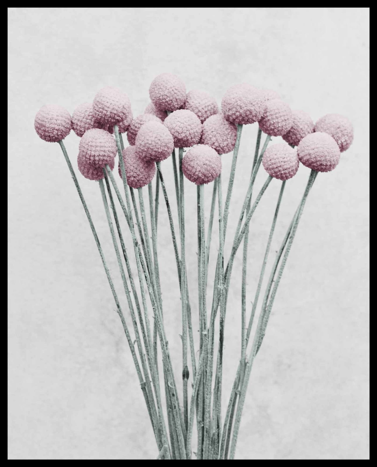 Vee Speers, Botanica #19 (Craspedia), 2016