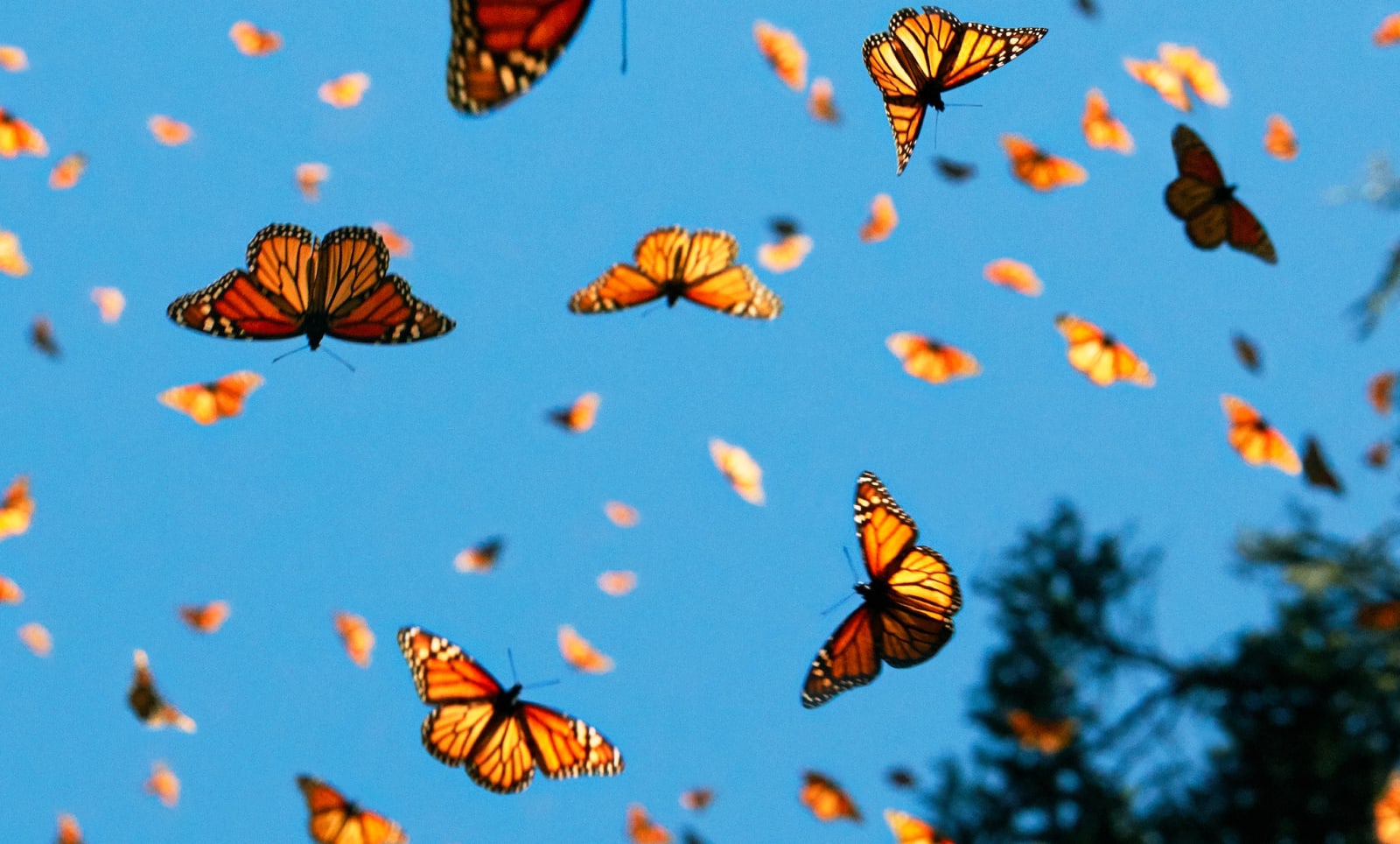 Tim Flach, Monarch Butterflies, 2017