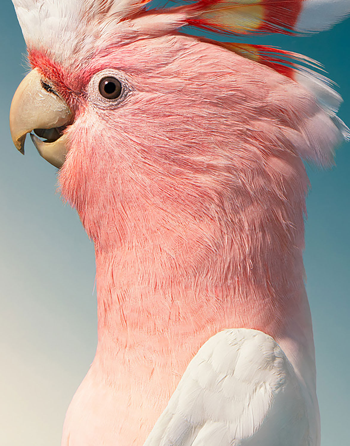 Tim Flach, Major Mitchell's Cockatoo, 2021